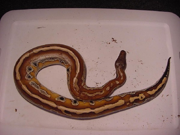 Sumatran Red Blood