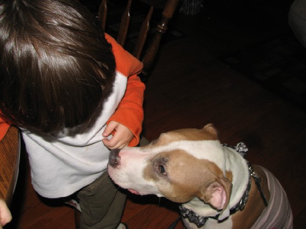 Would you hire a pit bull to babysit?
