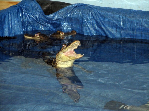 Reptile Fest 2010
