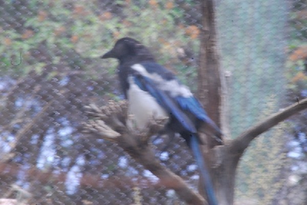 Visit to San Diego Zoo facilities