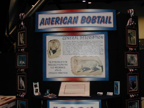 American Bobtail Display