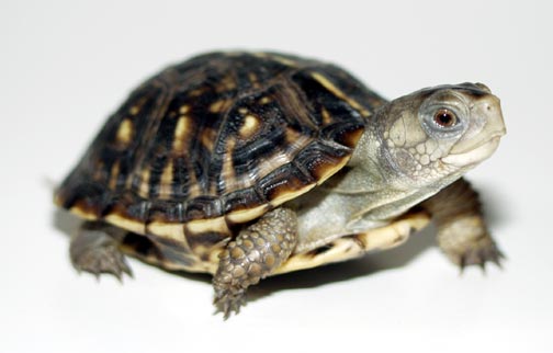 Ornate Box Turtle Hatchling