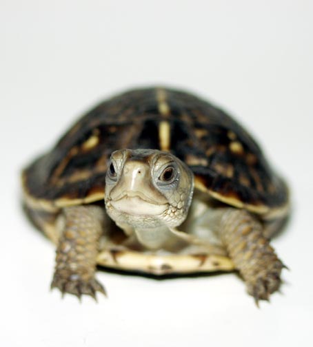 Ornate Box Turtle Hatchling