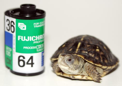 Ornate Box Turtle Hatchling