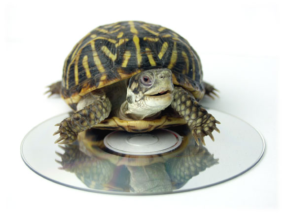 Ornate Box Turtle