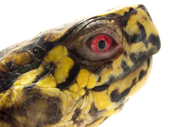 Male eastern box turtle