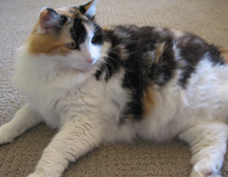 SophieJayne Catitude