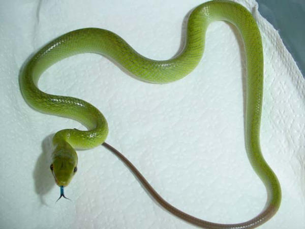 cb F2 Gonyosoma