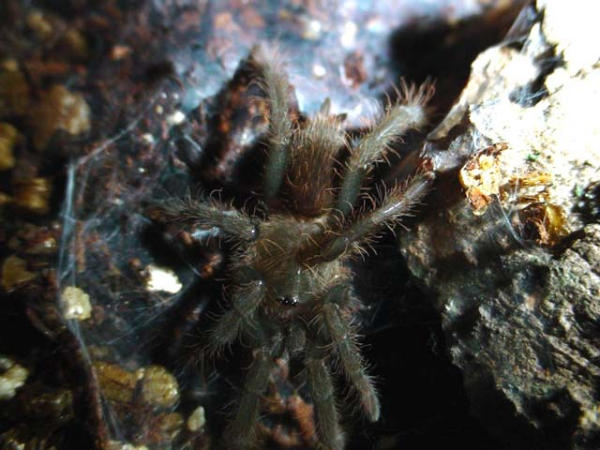 H. gigas sling, just molted