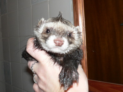 Bandit's mohawk