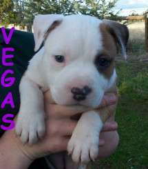 Vegas (Amstaff)