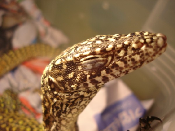 orange spot doreanus