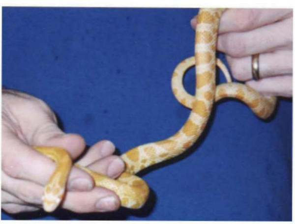844creamcorn01-med.jpg