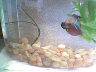 Killer the Betta Flaring!