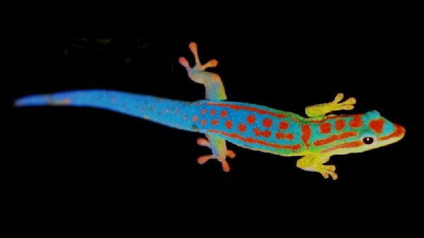 blue tail day gecko ph. cepediana