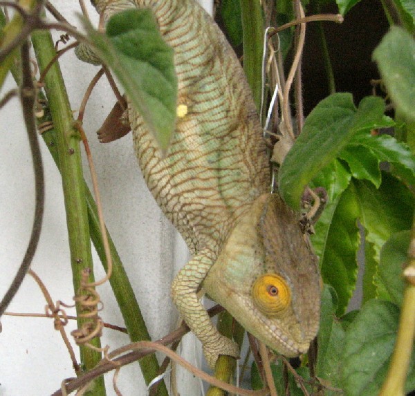 parson climbing