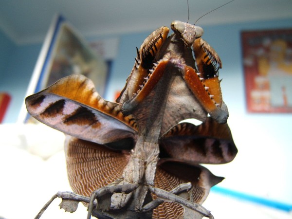 Deroplatys lobata threat display3