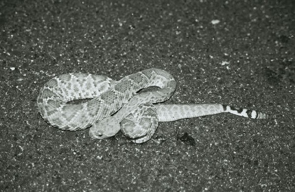 red diamond rattler