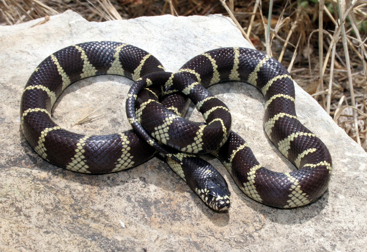 Kingsnake Photo Gallery Kingsnakes California Kingsnake