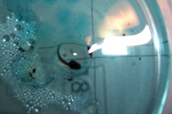 tadpole