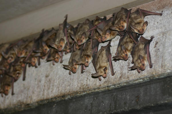 Bats