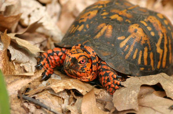 Terrapene c. carolina