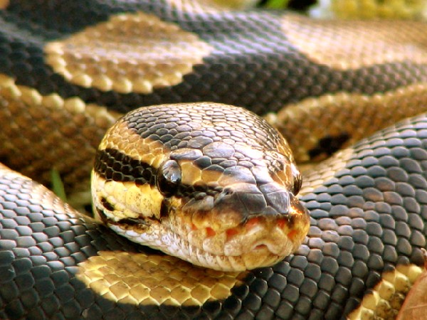 Photo: ball python