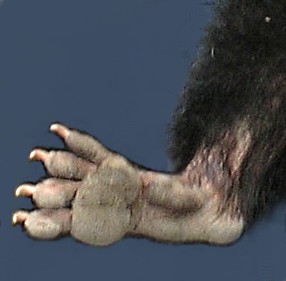 Bigfoot.....finally photographed!!!