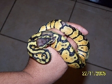 05 Female Graziani from Jamie Quick Reptiles