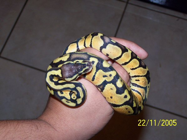 05 Female Graziani from Jamie Quick Reptiles