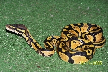 Graziani Pastel
