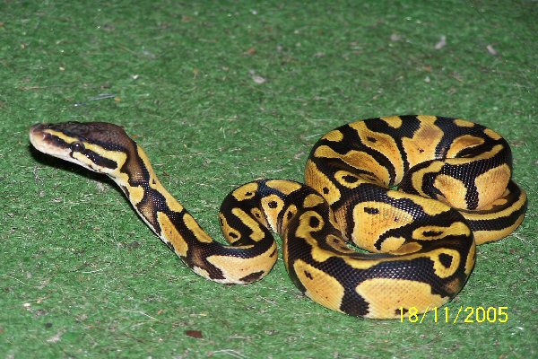 Graziani Pastel