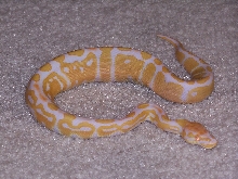 Female Ball Python