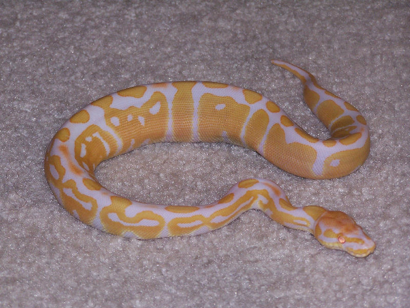 Female Ball Python