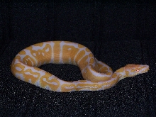 Female Ball Python