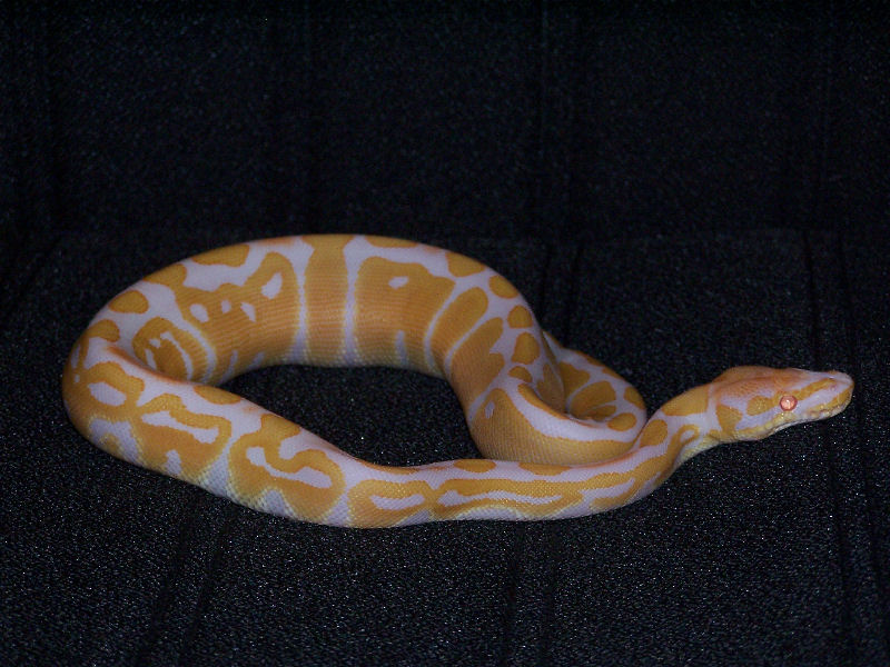 Female Ball Python