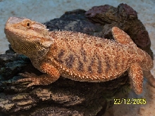 Purchased from Sundial Reptiles
