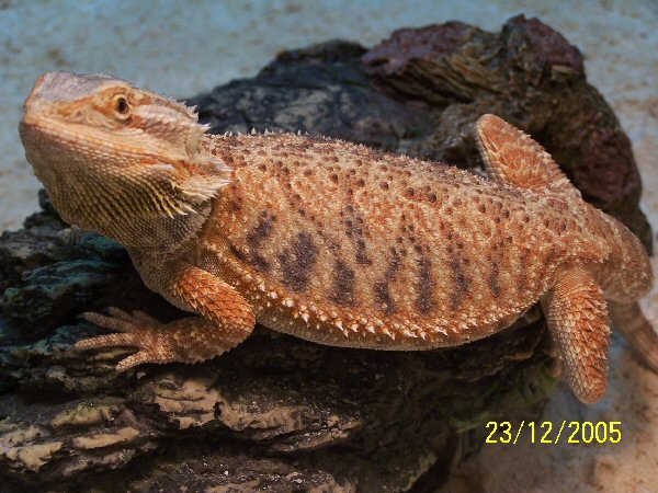 Purchased from Sundial Reptiles