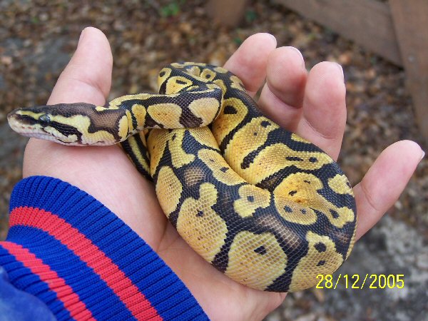 Purchased from Jamie Quick Reptiles