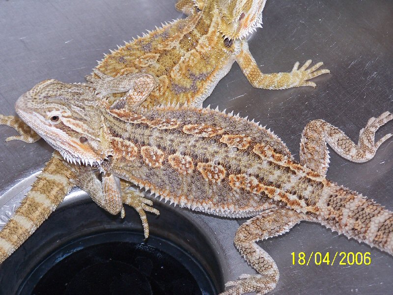 Female het Leucistic