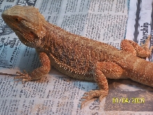 Purchased from Sundial Reptiles