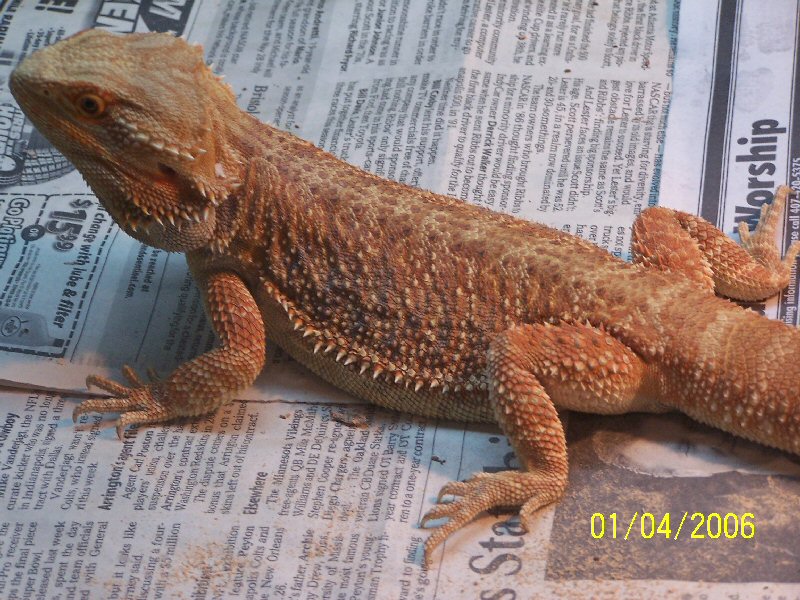 Purchased from Sundial Reptiles