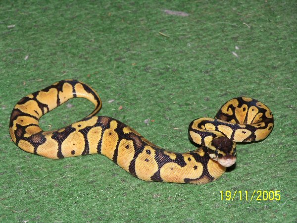 05 Female Pastel