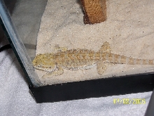 Female Sunburst