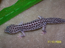male Super mack