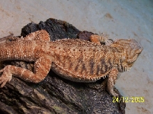 Purchased from Sundial Reptiles