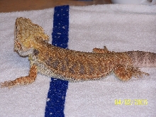 05- Male bearded dragon