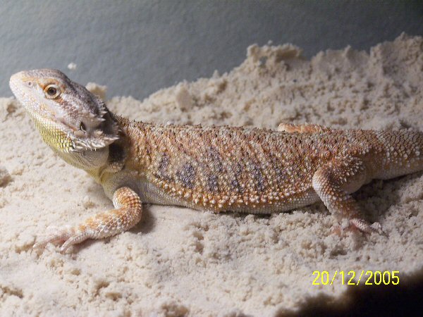 Bearded Dragon Male