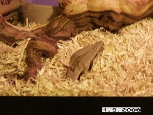 wiggels not sure what he is doing