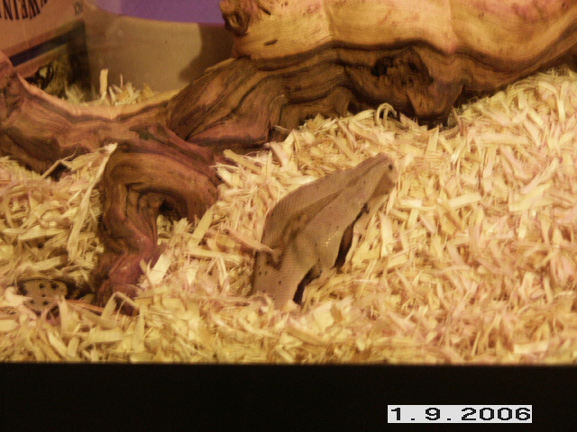 wiggels not sure what he is doing